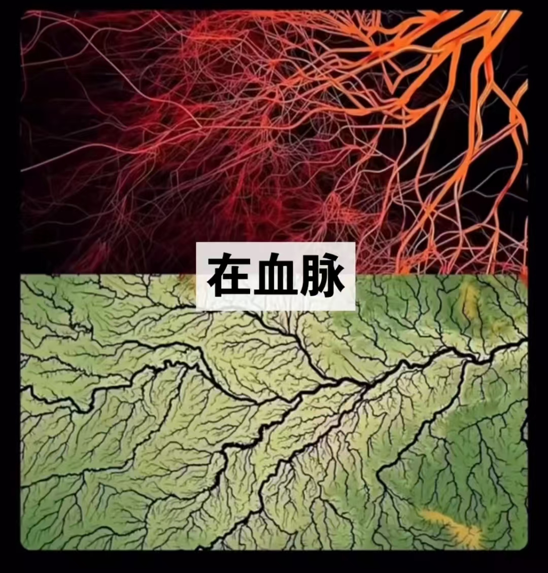 血管和大地河网图.jpg